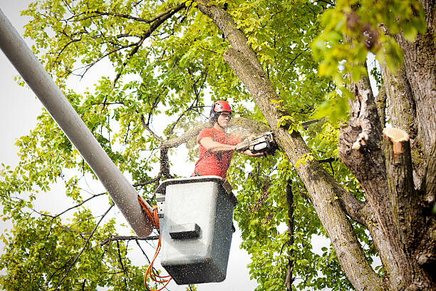 How Our Tree Care Process Works  in  Cross Plains, TX